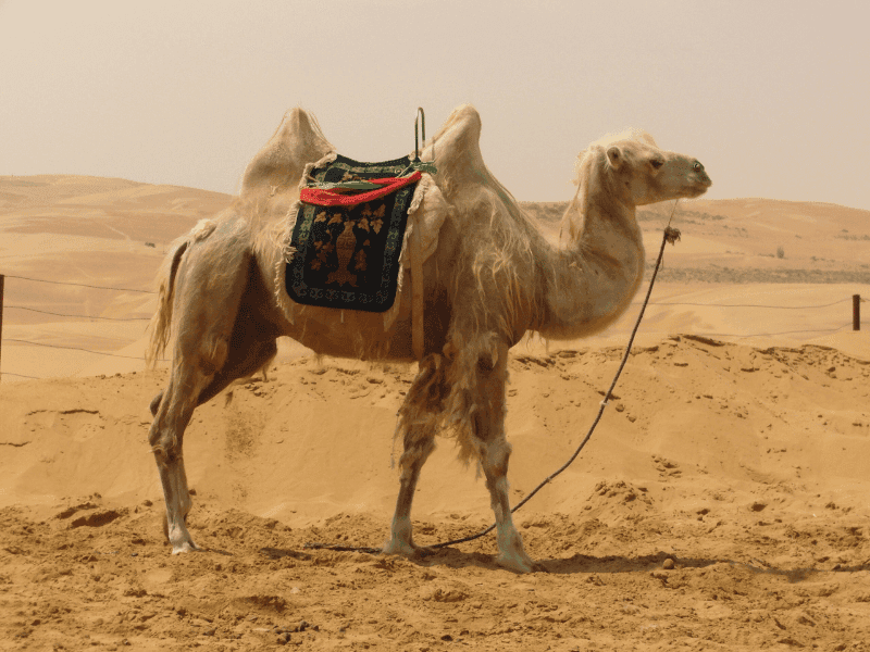 Cairo