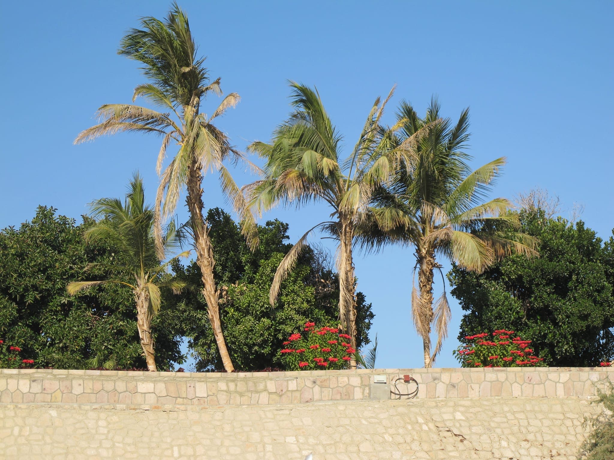 Aswan Botanical Garden: Your Tranquil Escape on the Nile