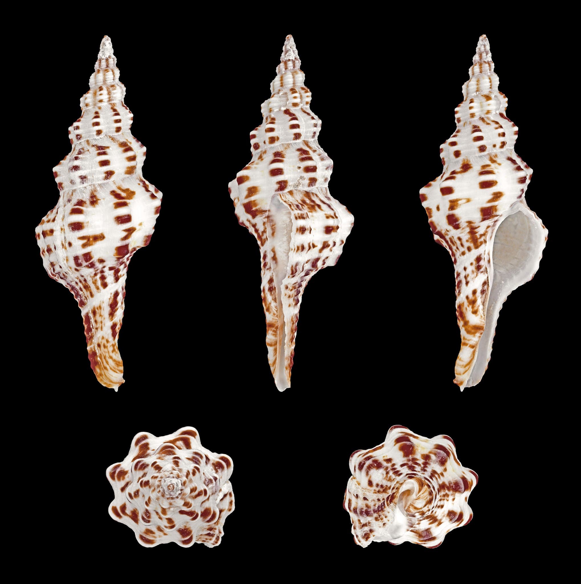 Hurghada Undersea Journey: Semi-Submarine Coral Reef Discovery