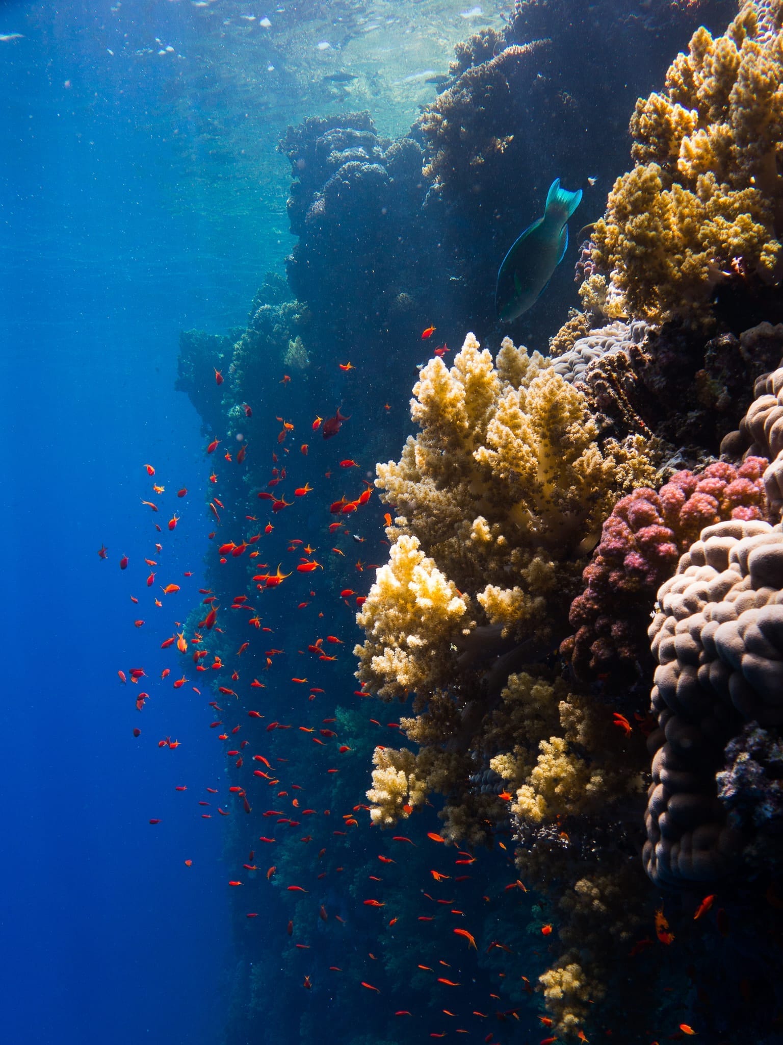 Diving into the Azure: The Red Sea’s Marine Wonderland